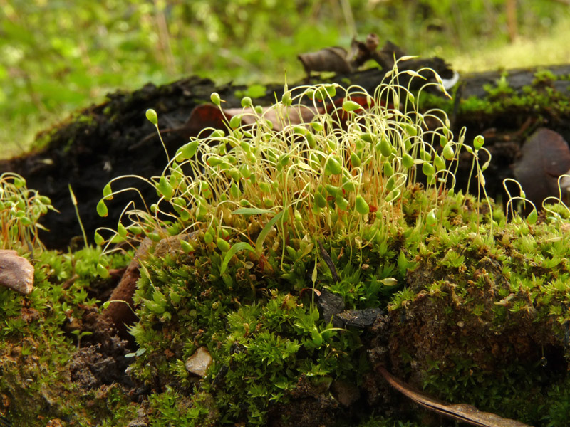 Funaria hygrometrica